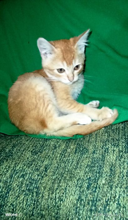 Котик скоттіш страйт