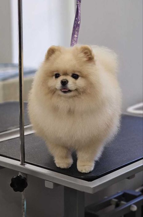 Стрижка собак, купання, триммінг, Львів