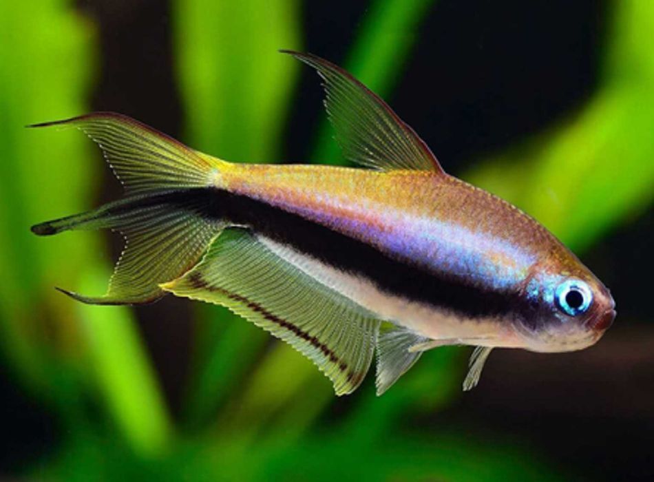 Tetra cesarska - Nematobrycon palmeri - dowozimy, wysyłamy