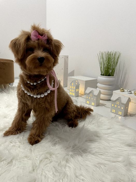 Помапу — Ніжна шерсть, велике серце