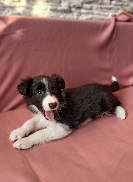 Border collie szczenię