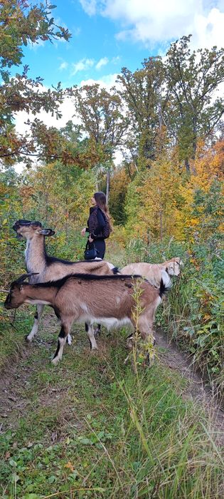 Порода ламанча- альпійка %