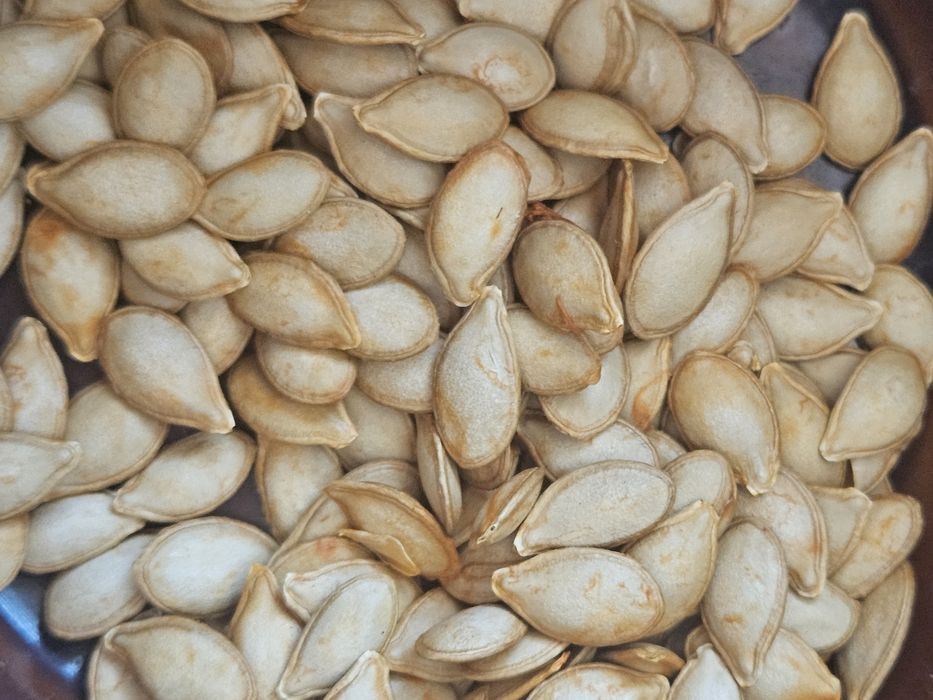 Nasiona Dynia piżmowe butternut masłowa- nasiona kolekcjonerskie