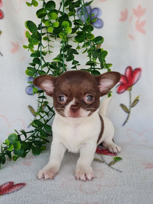 Excelente super miniatura menina Chihuahua/Chiuaua LinhagemRussa,Qualidad