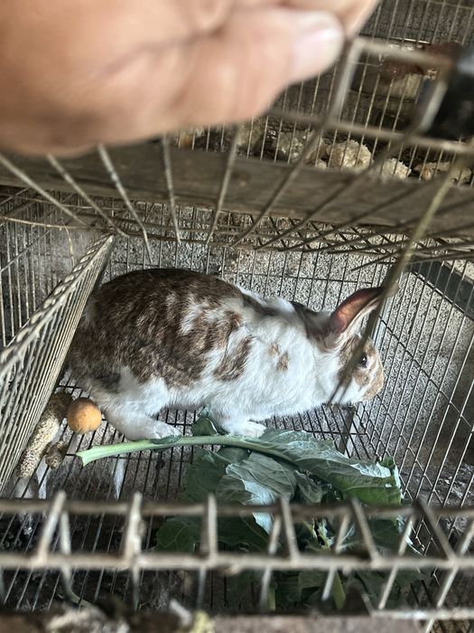 Coelhos cruzados de borboleta com gigantes