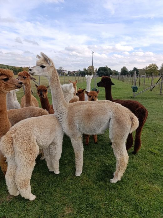 Alpaka samiec samica