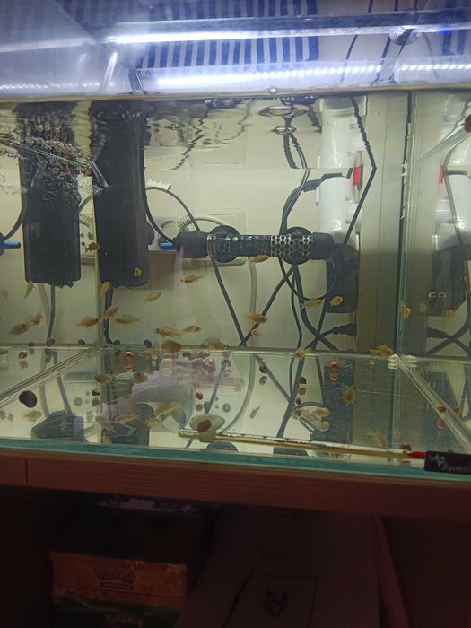 Peixes e aquários