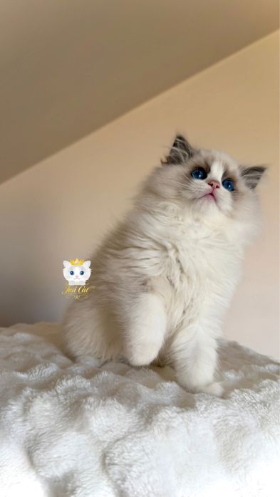 Śliczne kocięta Ragdoll, FPL