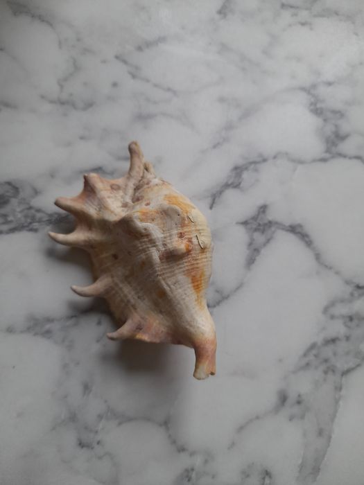 Сувениры ракушки.