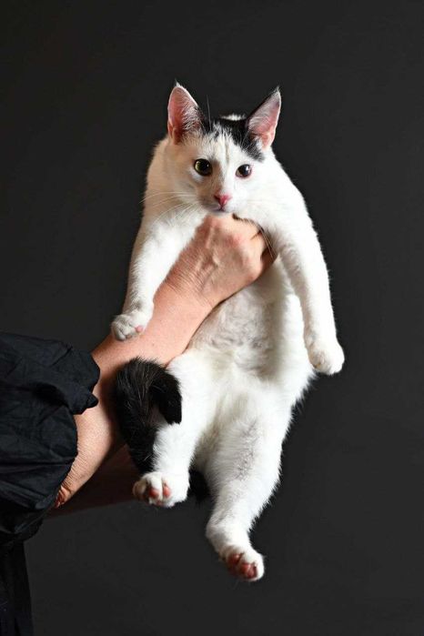 Кошеня хлопчик, безкоштовно.