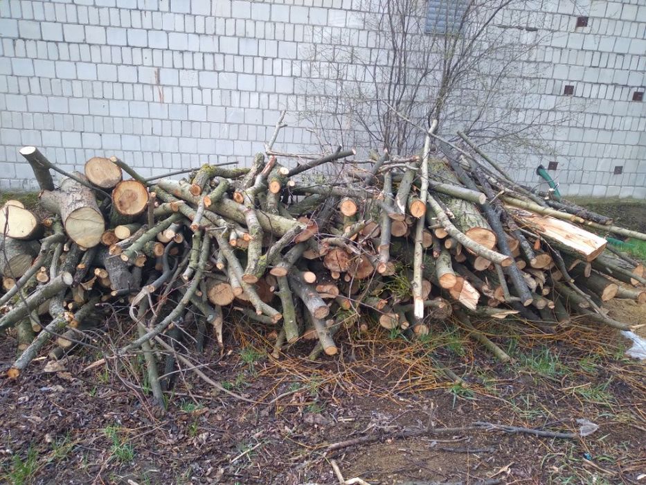 Wycinka drzew Trudnych