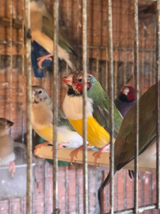 Vendo pássaros Diamante-de-gould