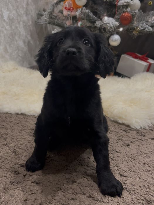 Цуценя кокер-спаніеля (дівчинка)