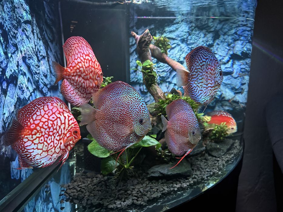 Akwarium Juwel najwyższa wersja narożne 350l Helia Lux.