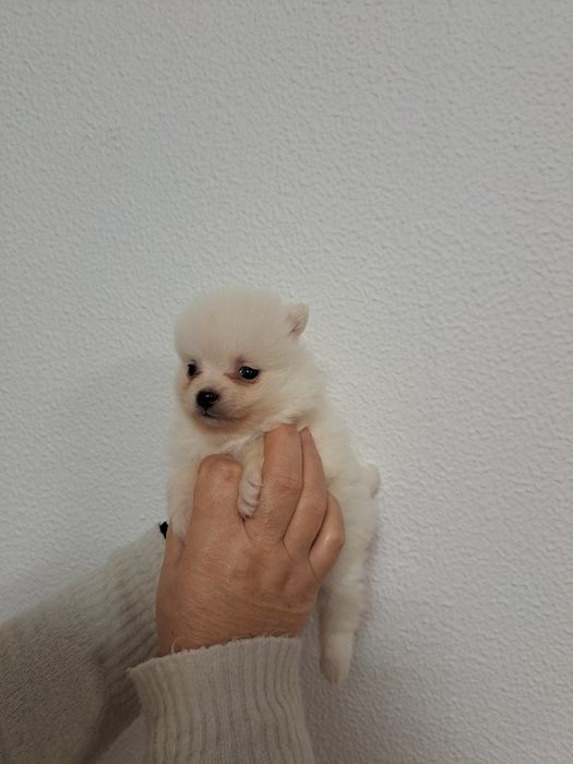 Spitz macho branquinho