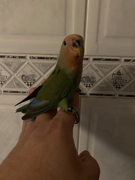 Agapornis domesticado