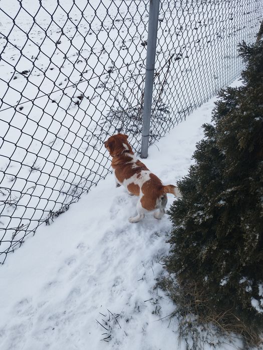 Pies Jack Russell terrier