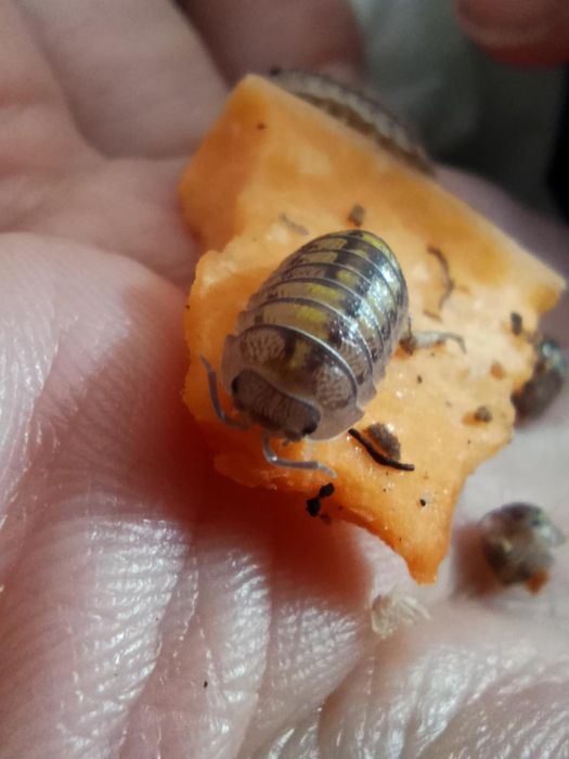 Armadillidium Granulatum mix 10x
