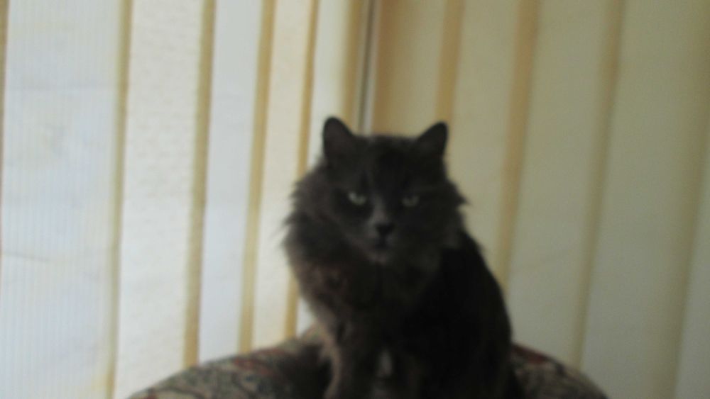 отдам кошка британку в заботливые руки