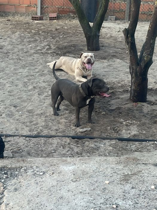 Cão para cuzar