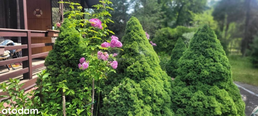 Dom 72m2 z ogrodem w lesie. Arciechów nad Bugiem.