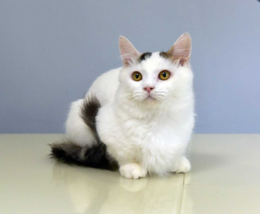 Манчкін хлопчик Генрі