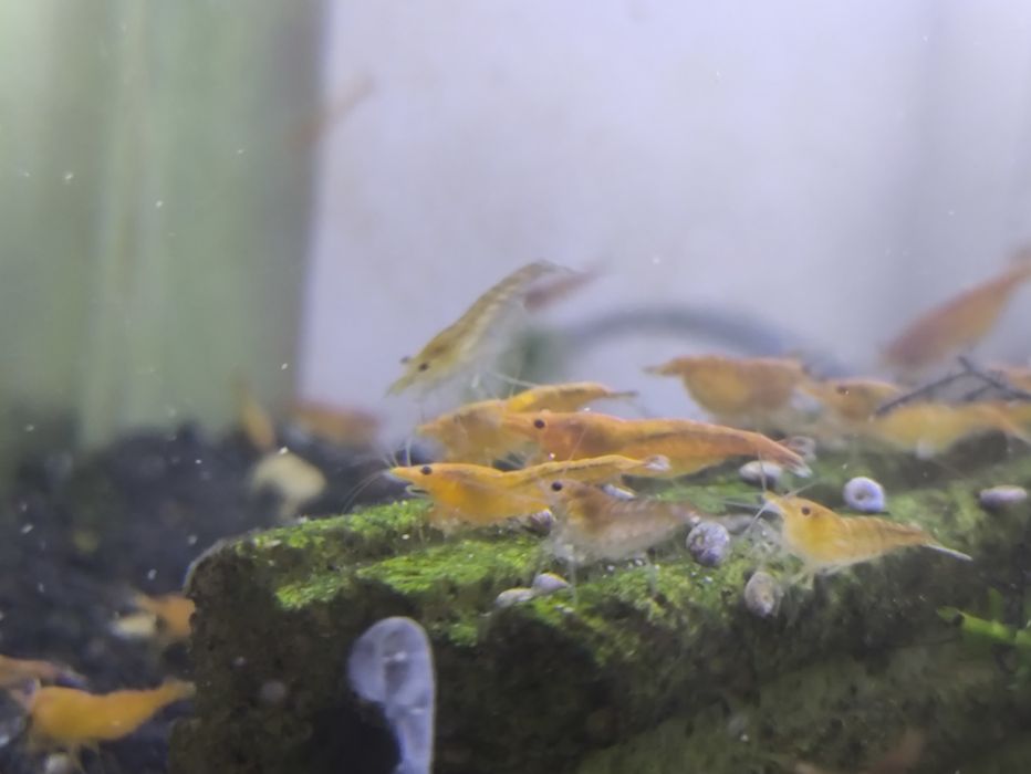 Neocaridina orange