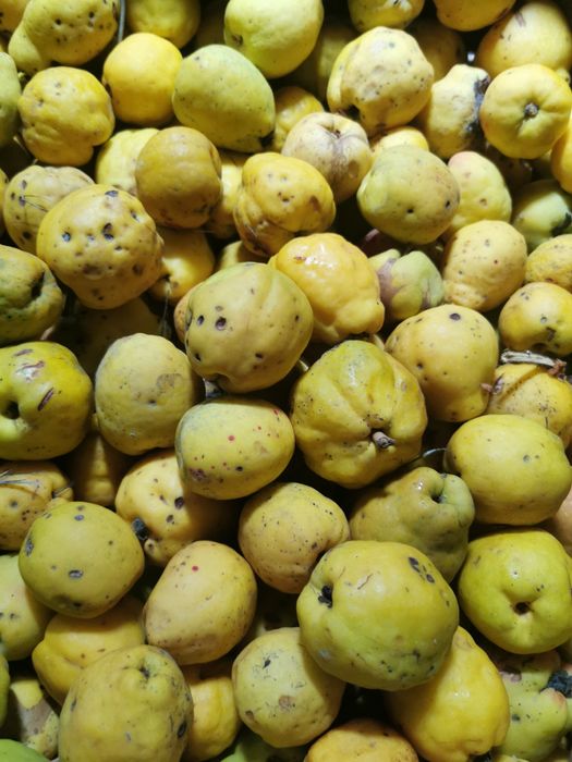 4 kg pigwowca japonskiego