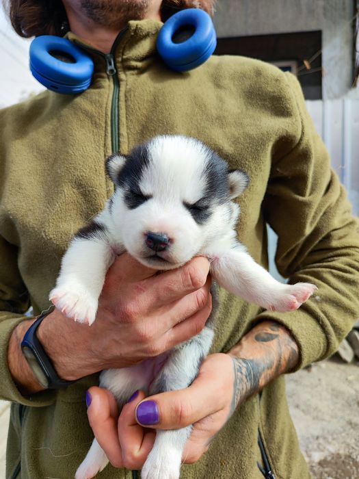 Два мальчика- хаски