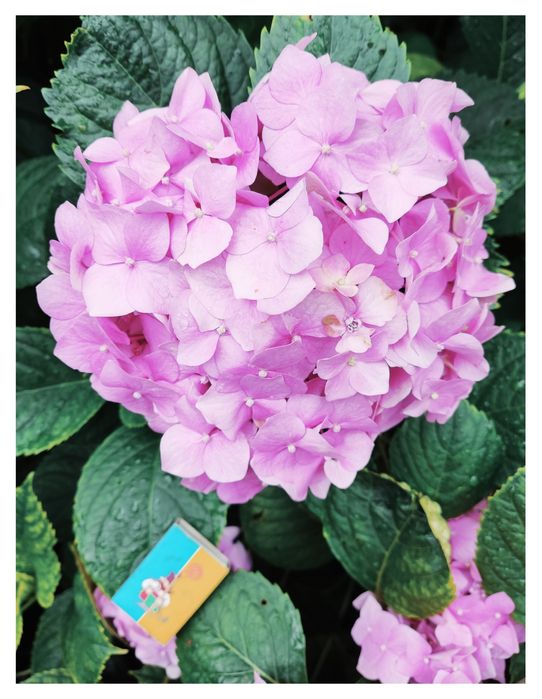 Прекрасные букеты из Гортензии. Доставка по городу. Другие декор.цветы