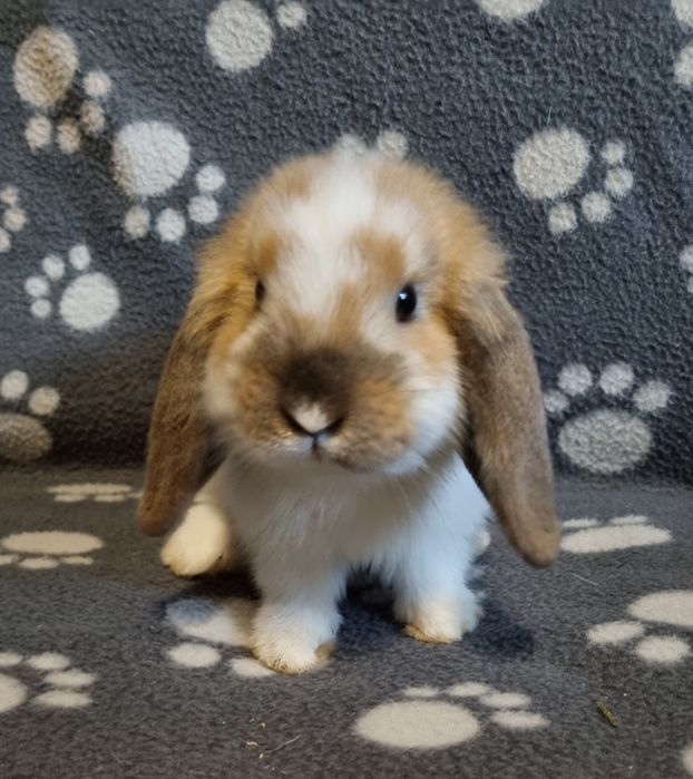 Królik baranek mini lop