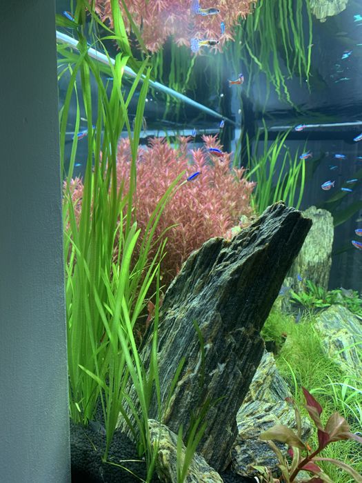 Nurzaniec (Vallisneria)