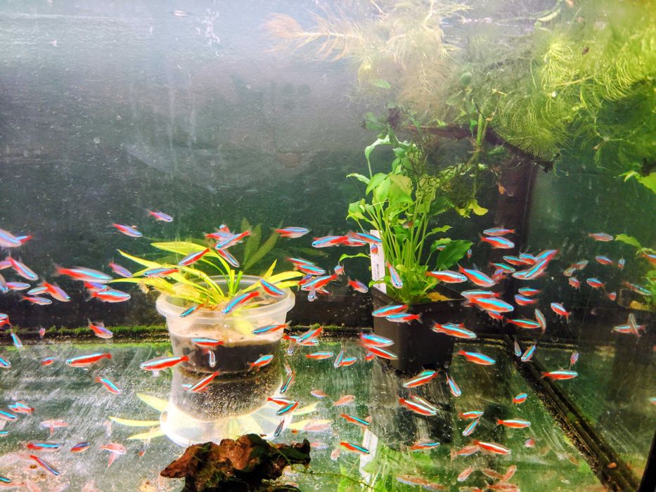 Sprzedam Neony czerwone