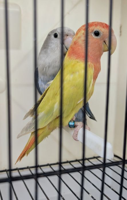 Casal de agapórnis roseicollis