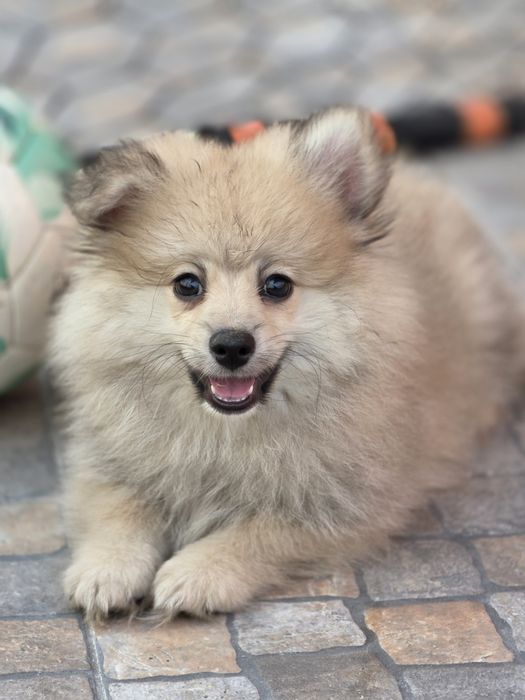 Spitz Alemão Macho