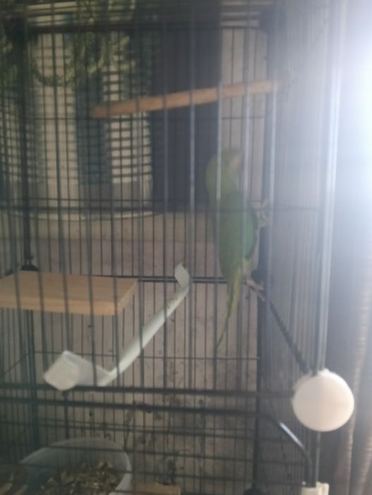 ring neck com gaiola