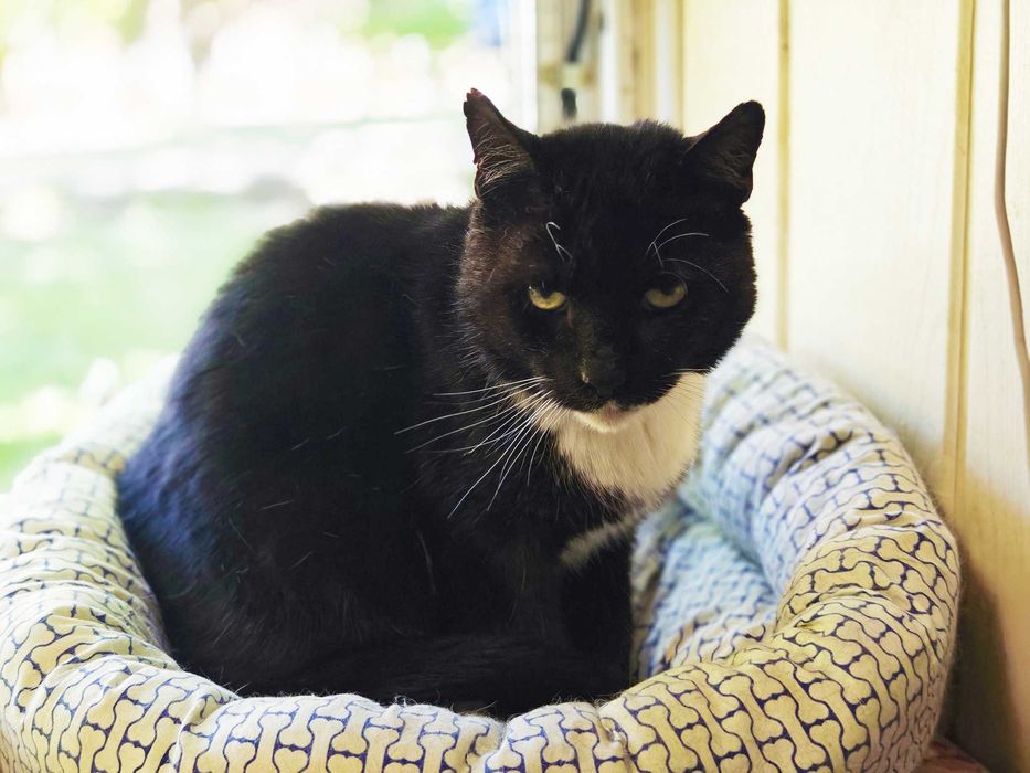 Котик, кіт, котусик-добряк Добриня – шукає сім'ю!