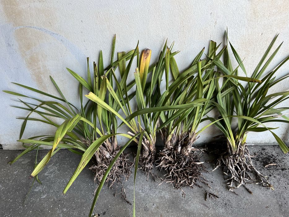 Orquideas de rua caseiras