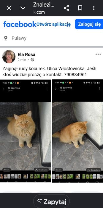 Zaginął Kotek Włostowice