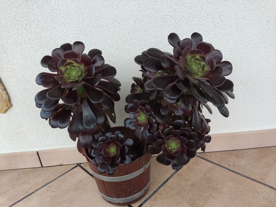 Diversas Suculentas em flor