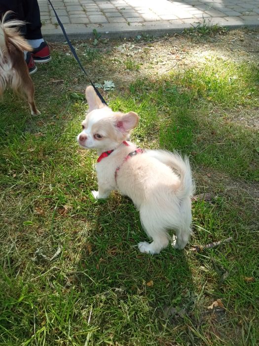 Дівчинка чіхуа довгошерста