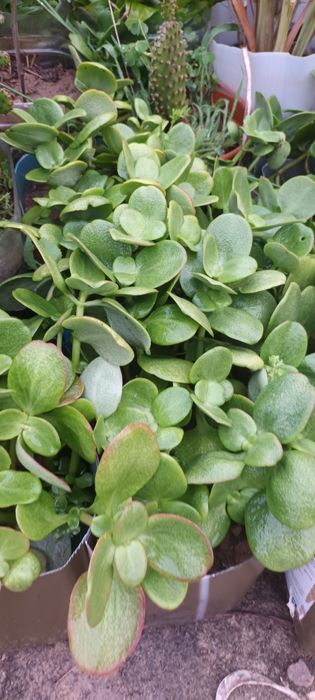 Suculentas - diversas variedades
