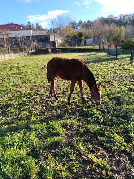 Troco poldro cruzado lusitano