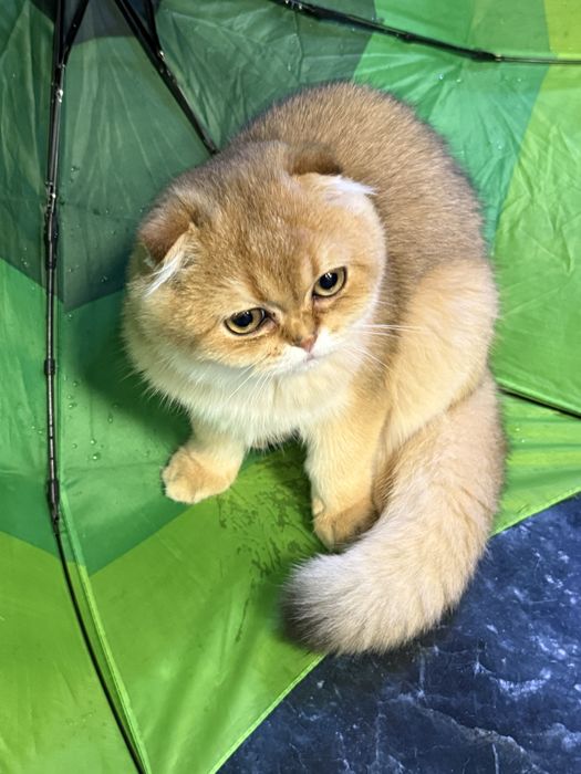 Золота Шиншила, хлопчик фолдік, 3 місяці