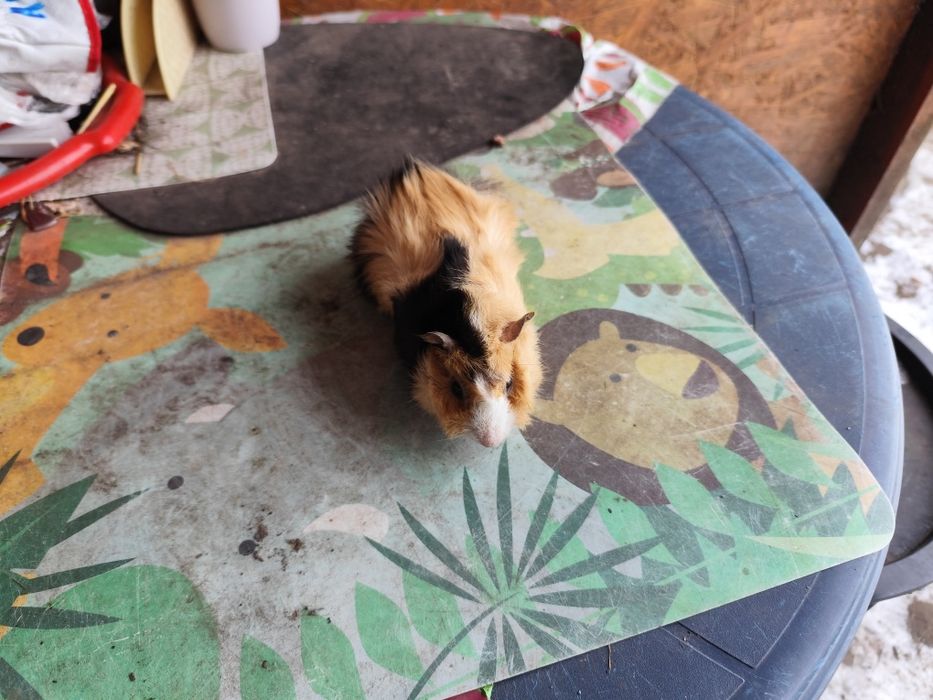 Świnki morskie  polecam