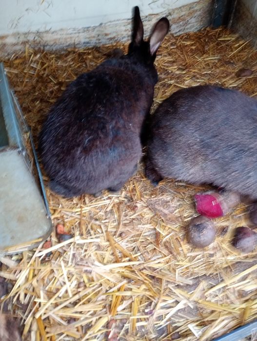 Króliki samce i samice