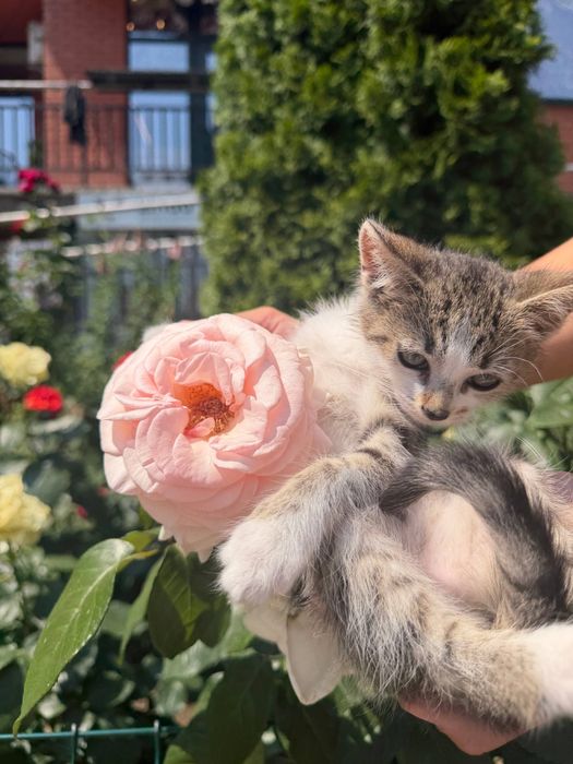 Котики, хлопчик та дівчинка