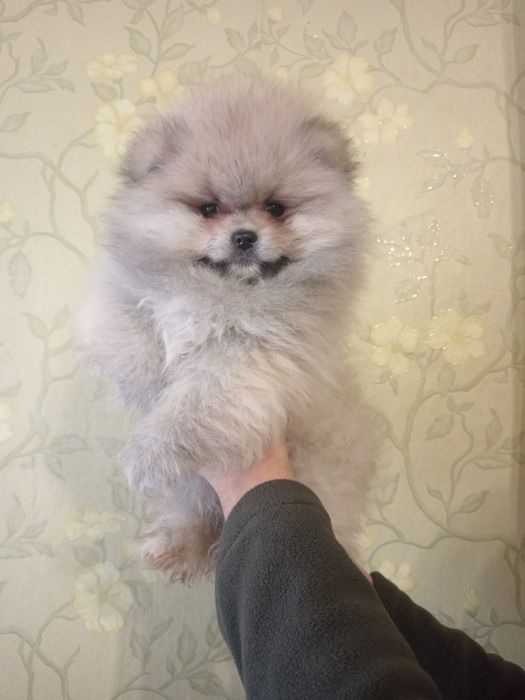 Померанский шпиц,девочки