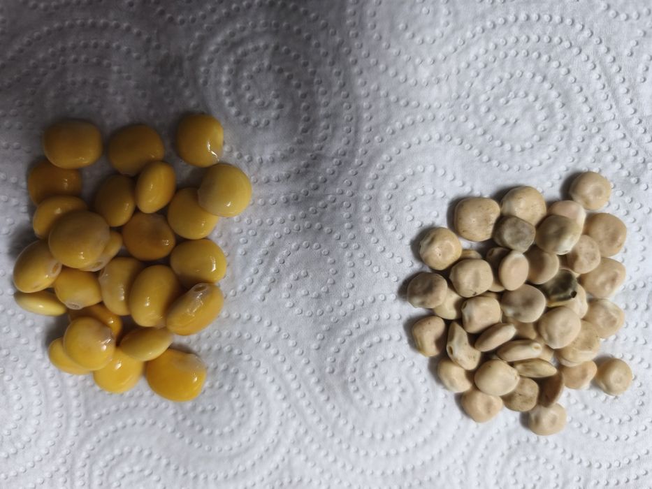 Vendo tremoço cru. Desconto para quantidades