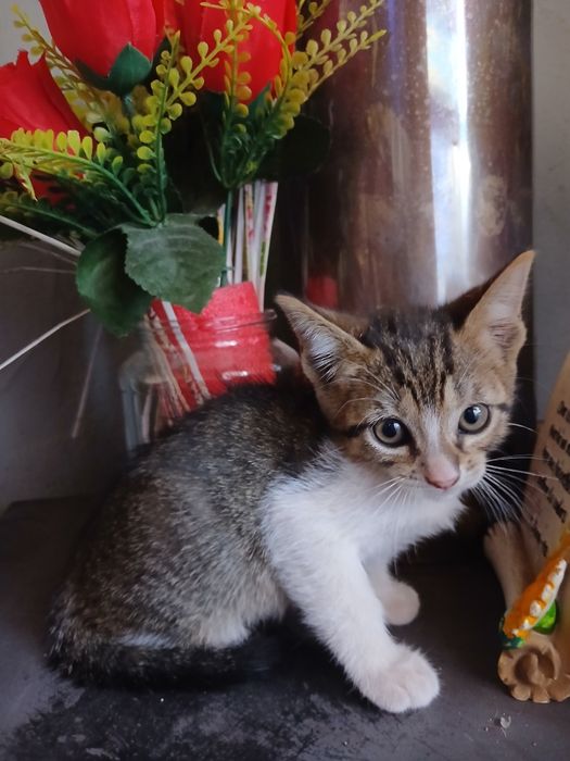 3 gatos machos para adoção
